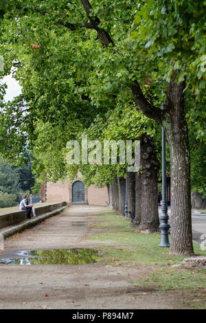 Allee der Bäume auf die alte Stadtmauer von Lucca, Lucca, Toskana, Italien, Europa, Stockfoto