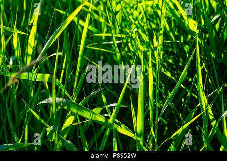 Sunlit Klingen des Sommer Gräser im Licht der untergehenden Sonne. Stockfoto