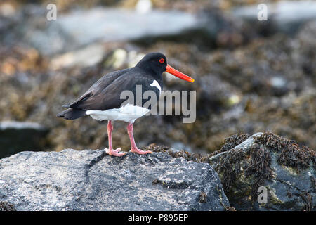 Gemeinsame oder Eurasische Austernfischer (Haematopus ostralegus) stehen auf einer Küste Boulder, Fetlar, Shetland Stockfoto