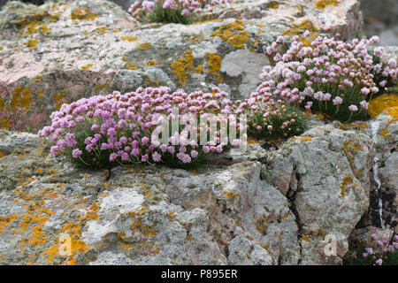 Sparsamkeit oder Meer rosa (Armeria maritima) auf einer Flechte - verkrustete Boulder am Ufer in Fetlar, Shetland wachsende Stockfoto