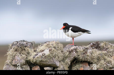 Gemeinsame oder Eurasische Austernfischer (Haematopus ostralegus), stehend auf einem trockenmauern Wand, Fetlar, Shetland Stockfoto