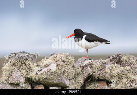 Gemeinsame oder Eurasische Austernfischer (Haematopus ostralegus), stehend auf einem trockenmauern Wand, Fetlar, Shetland Stockfoto