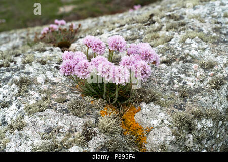 Sparsamkeit oder Meer rosa (Armeria maritima) auf einer Flechte - verkrustete Boulder am Ufer in Shetland wachsende Stockfoto
