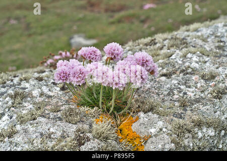 Sparsamkeit oder Meer rosa (Armeria maritima) auf einer Flechte - verkrustete Boulder am Ufer in Shetland wachsende Stockfoto