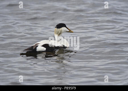 Männliche gemeinsame Eiderente (Somateria Mollissima) Schwimmen Stockfoto