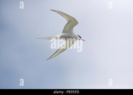 Küstenseeschwalbe (Sterna Paradisaea) im Flug Stockfoto