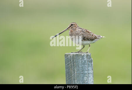 Bekassine (Gallinago gallinago) auf einem zaunpfosten gehockt Stockfoto