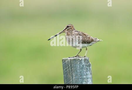 Bekassine (Gallinago gallinago) auf einem zaunpfosten gehockt Stockfoto