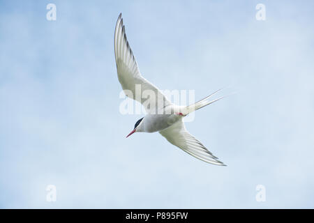 Küstenseeschwalbe (Sterna Paradisaea) im Flug Stockfoto