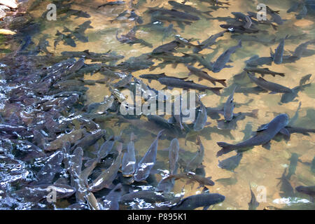 Soro bach Karpfen Wasserfall Fisch Stockfoto