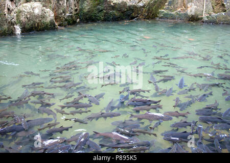 Soro bach Karpfen Wasserfall Fisch Stockfoto