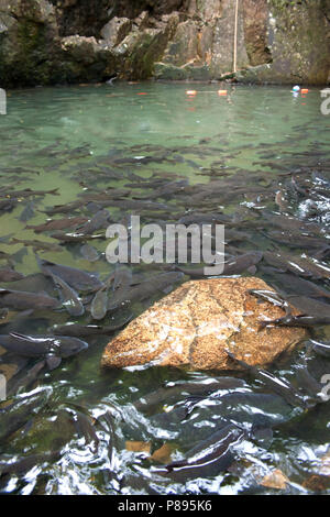 Soro bach Karpfen Wasserfall Fisch Stockfoto