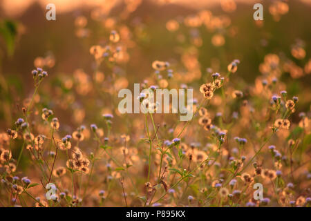 Wild wachsende Blumen im Sonnenuntergang Stockfoto