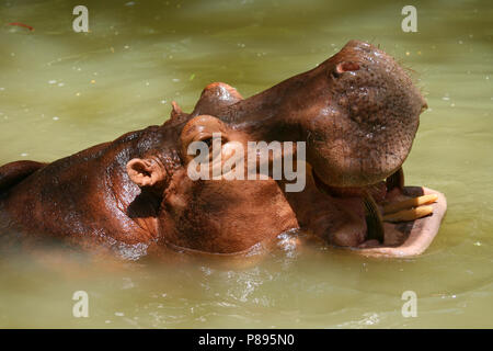 Hippopotamus zeigt Zähne Stockfoto