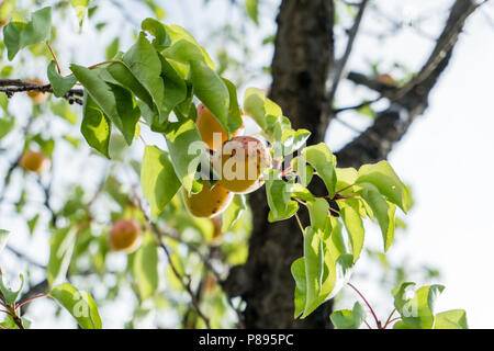 Zweigniederlassung eines Aprikosenbaum mit reifen Früchten gegen feste blauer Himmel im Sommer. Stockfoto