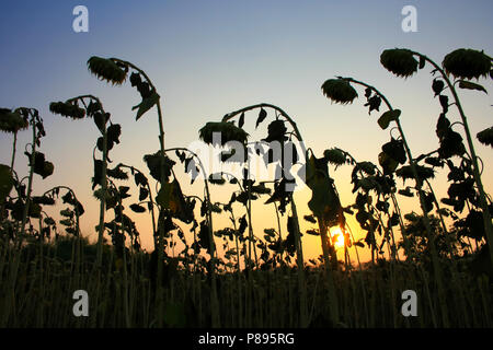 Verwelkte Sonnenblumen im Sonnenuntergang Stockfoto