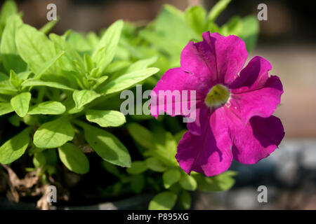 Petunien Blume Nahaufnahme. Stockfoto