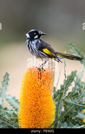 Ein New Holland Honeyeater auf Banksia Flower. Stockfoto