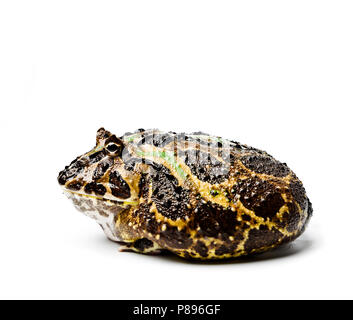 Chacoan horned Frog. Chacoan horned Frog auf weißem Hintergrund, Amphibien closeup isoliert. Reich verzierte Frosch. Stockfoto