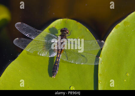 Imago Sierlijke witsnuitlibel; Erwachsene Lilypad Whiteface Stockfoto