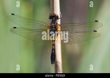 Imago Sierlijke witsnuitlibel; Erwachsene Lilypad Whiteface Stockfoto