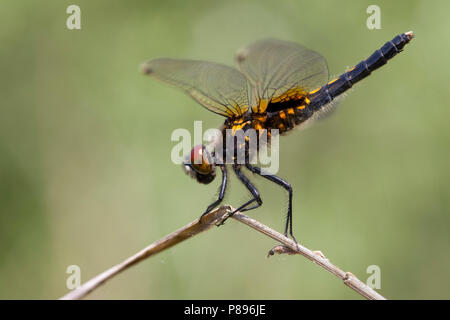 Imago Sierlijke witsnuitlibel; Erwachsene Lilypad Whiteface Stockfoto