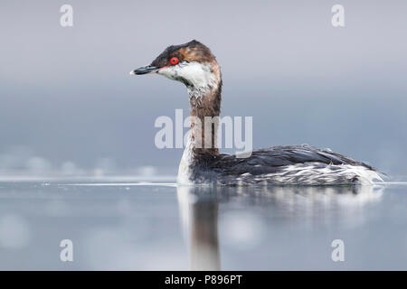 Slawonische Haubentaucher - Podiceps auritus Ohrentaucher - ssp. auritus, Deutschland, nach Winter Gefieder Stockfoto