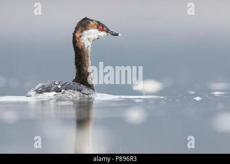 Slawonische Haubentaucher - Podiceps auritus Ohrentaucher - ssp. auritus, Deutschland, nach Winter Gefieder Stockfoto