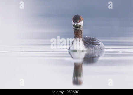 Slawonische Haubentaucher - Podiceps auritus Ohrentaucher - ssp. auritus, Deutschland, nach Winter Gefieder Stockfoto