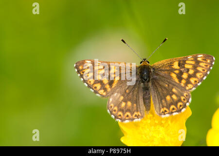 Sleutelbloemvlinder/Duke of Burgundy Fritillary (Hamearis lucina) Stockfoto