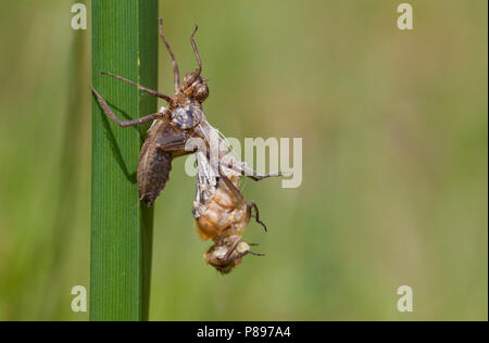 Uitsluipende Smaragdlibel; Emerging Downy Emerald Stockfoto