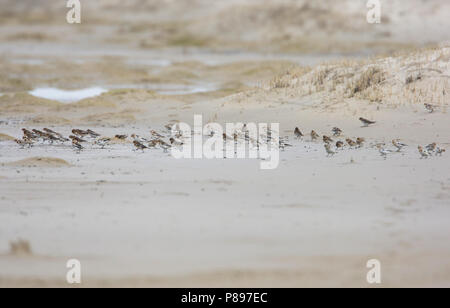 Schneeammer, Sneeuwgors, Plectrophenax nivalis Stockfoto