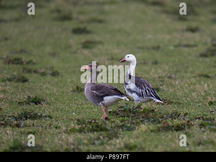 Blaue Phase Schneegans (Anser Caerulescens), Evie auf den Orkney Inseln. Eine seltene vagrant nach Europa. Stockfoto