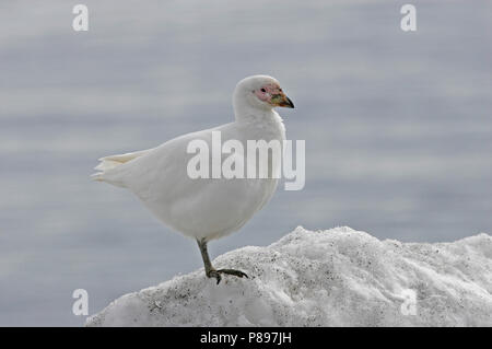 Snowy Sheathbill (Chionis albus) Stockfoto