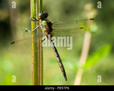 Mannetje Gevlekte Somatochlora flavomaculata glanslibel, Männlich Stockfoto