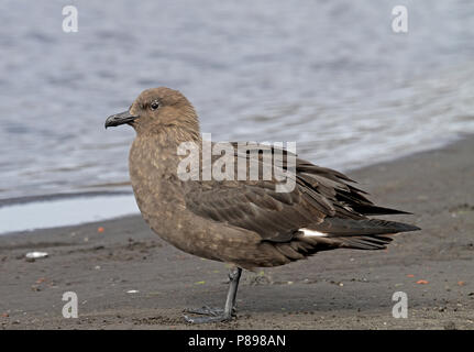 Nach South Polar Skua (Eulen maccormicki) auf der Antarktis. Stockfoto