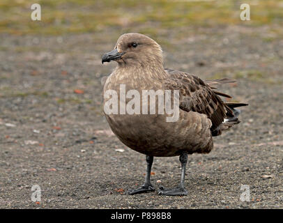 Nach South Polar Skua (Eulen maccormicki) auf der Antarktis. Stockfoto