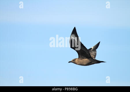 Nach South Polar Skua (Eulen maccormicki) auf der Antarktis. Stockfoto