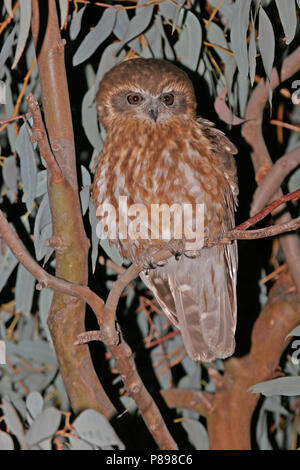 Südliche Boobook (Ninox boobook) in einem Baum in der Nacht in Australien thront. Es ist die kleinste Eule auf dem australischen Festland. Stockfoto