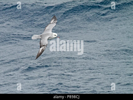 Südliche Eissturmvogel (Fulmarus glacialoide) Fliegen über dem südlichen Atlantik in der Nähe der Antarktis. Stockfoto