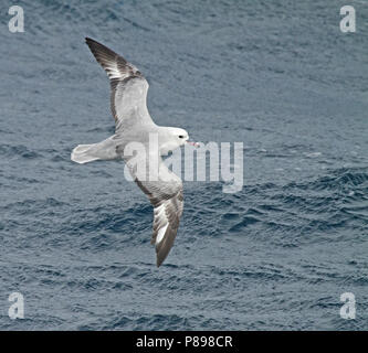 Südliche Eissturmvogel (Fulmarus glacialoide) Fliegen über dem südlichen Atlantik in der Nähe der Antarktis. Stockfoto