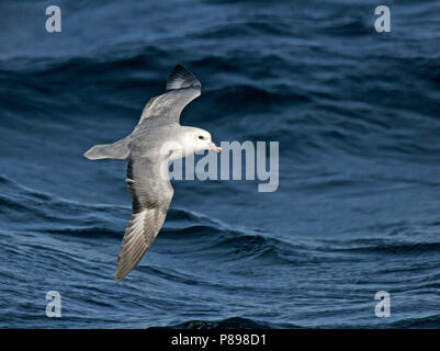 Südliche Eissturmvogel (Fulmarus glacialoide) Fliegen über dem südlichen Atlantik in der Nähe der Antarktis. Stockfoto