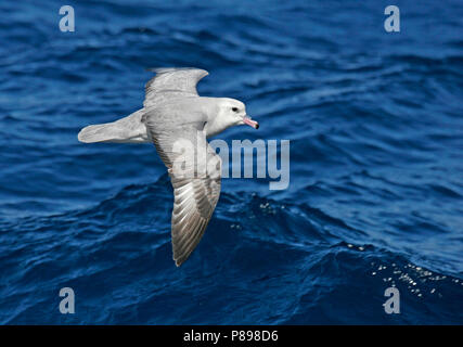 Südliche Eissturmvogel (Fulmarus glacialoide) Fliegen über dem südlichen Atlantik in der Nähe der Antarktis. Stockfoto