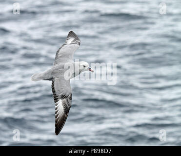 Südliche Eissturmvogel (Fulmarus glacialoide) Fliegen über dem südlichen Atlantik in der Nähe der Antarktis. Stockfoto