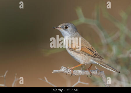 Spectacled Warbler - Brillengrasmücke - Sylvia conspicillata ssp. conspicillata, Marokko, 2. cy Männlich Stockfoto