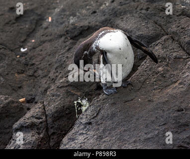 Galápagos-Pinguin (Spheniscus mendiculus), eine seltene ENDEMISCHE von den Galapagos Inseln Stockfoto