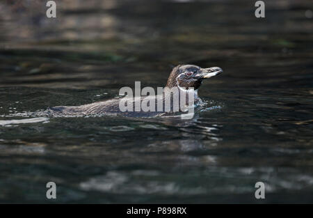 Galápagos-Pinguin (Spheniscus mendiculus), eine seltene ENDEMISCHE von den Galapagos Inseln Stockfoto