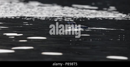 Galápagos-Pinguin (Spheniscus mendiculus), eine seltene ENDEMISCHE von den Galapagos Inseln Stockfoto