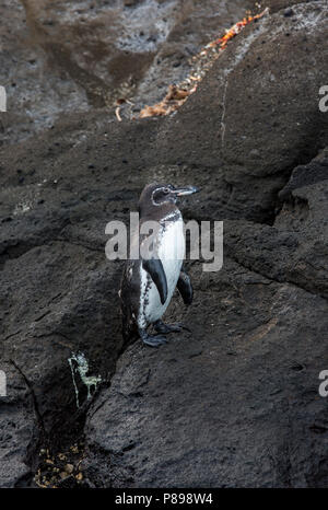 Galápagos-Pinguin (Spheniscus mendiculus), eine seltene ENDEMISCHE von den Galapagos Inseln Stockfoto