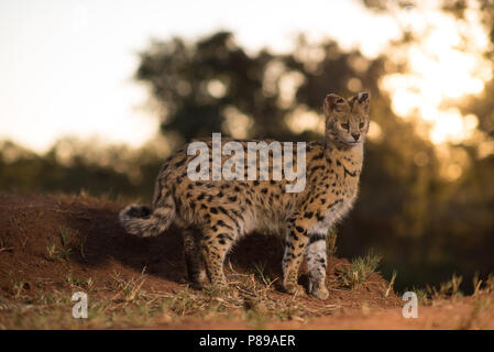 Egsotic Wild Cat, Serval Katze portrait Nahaufnahme Stockfoto